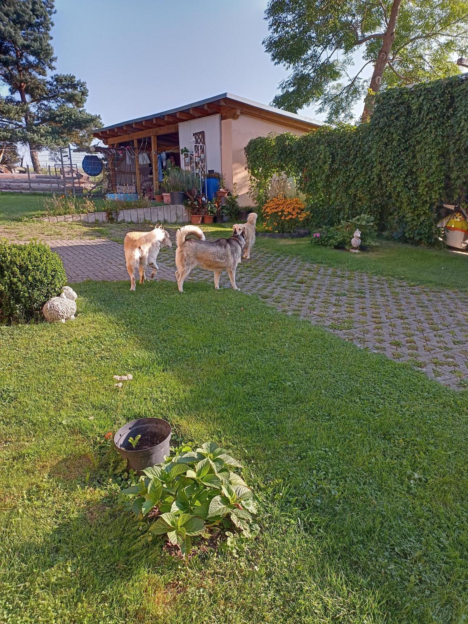 Ferienhof Im Gruenen Herzen Dittersdorf Buitenkant foto