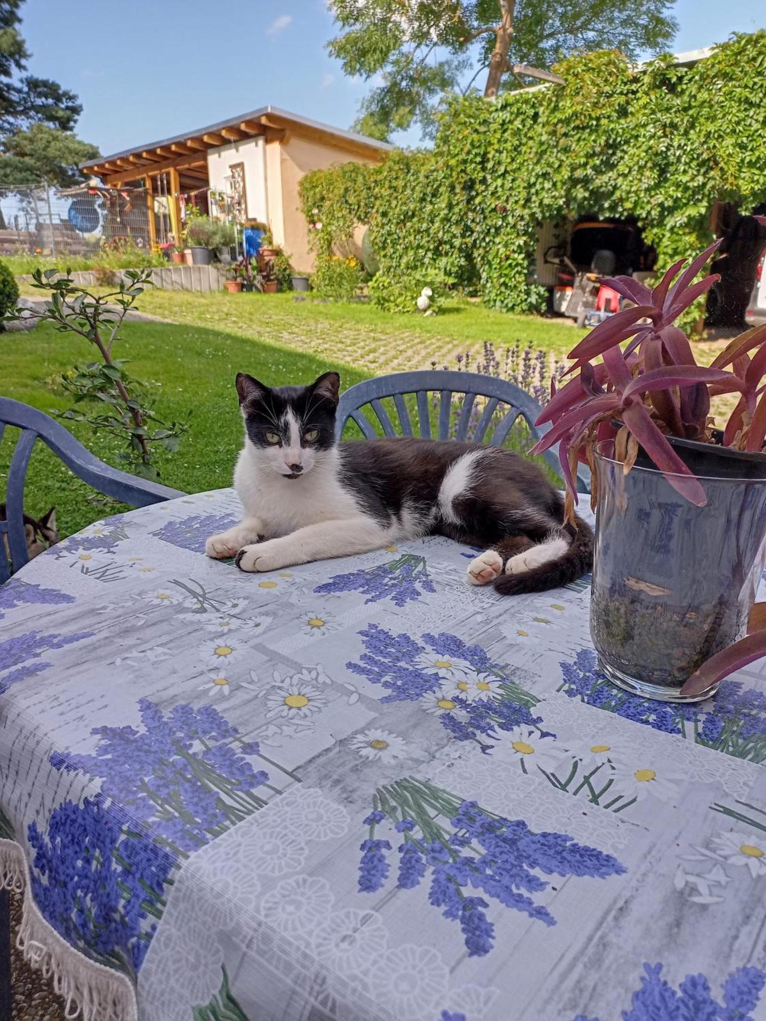 Ferienhof Im Gruenen Herzen Dittersdorf Buitenkant foto