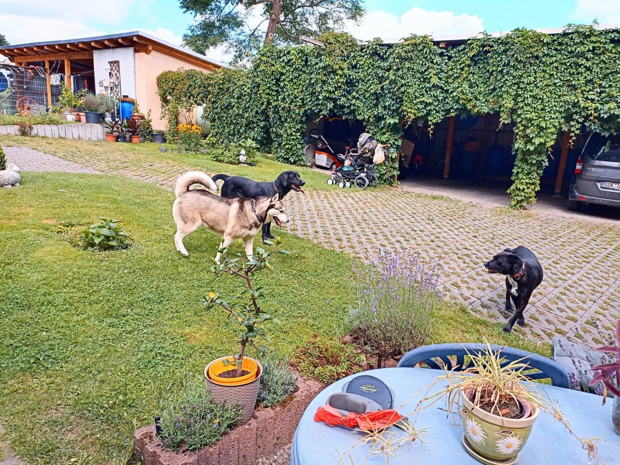 Ferienhof Im Gruenen Herzen Dittersdorf Buitenkant foto